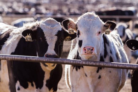 Téléchargez les photos : Un gros troupeau de bovins dans un parc d'engraissement extérieur au Colorado
. - en image libre de droit