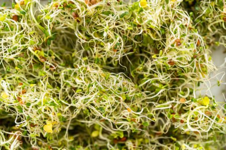 Photo for Day 6. Drying freshly harvested organic sprouts on a baking sheet lined with a paper towel. - Royalty Free Image