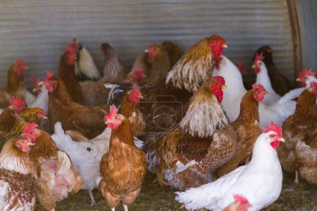Photo for Free rrange chickens on organic farm. - Royalty Free Image