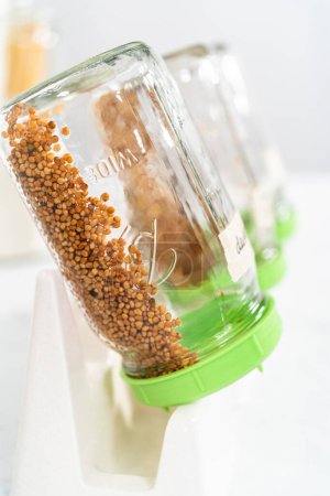 Photo for Denver, Colorado, USA-May 31, 2021 - Day 2. Growing organic sprouts in a mason jar with sprouting lid on the kitchen counter. - Royalty Free Image