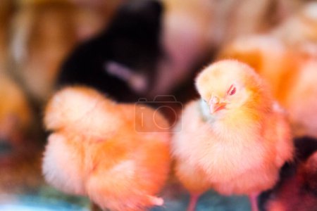 Photo for A bunch of little chicks on a farm. Theyre crowded around heat lamp. - Royalty Free Image