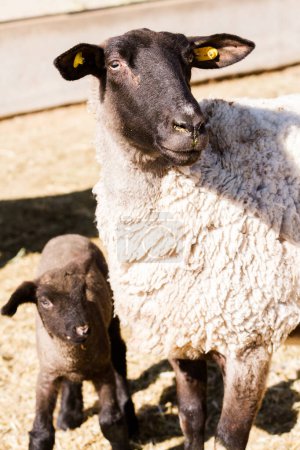 Téléchargez les photos : Moutons Suffolk avec agneau dans une ferme locale au printemps
. - en image libre de droit