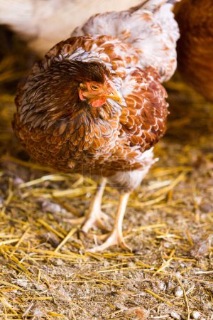 Photo for Free rrange chickens on organic farm. - Royalty Free Image