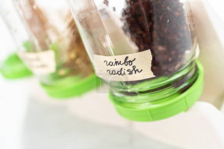 Photo for Day 3. Growing organic sprouts in a mason jar with sprouting lid on the kitchen counter. - Royalty Free Image
