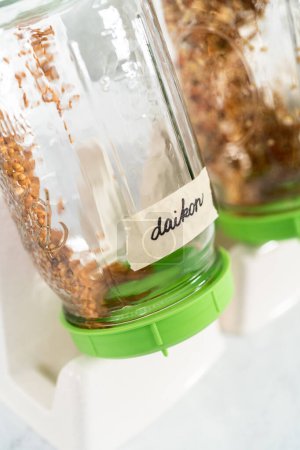 Photo for Day 2. Growing organic sprouts in a mason jar with sprouting lid on the kitchen counter. - Royalty Free Image