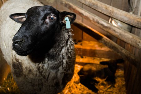 Téléchargez les photos : Moutons Suffolk avec agneau nouveau-né sur la ferme locale
. - en image libre de droit