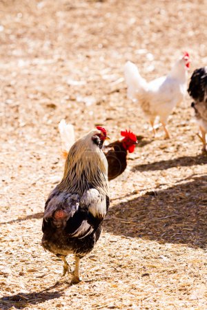 Téléchargez les photos : Poulets d'élevage gratuits à la ferme biologique
. - en image libre de droit