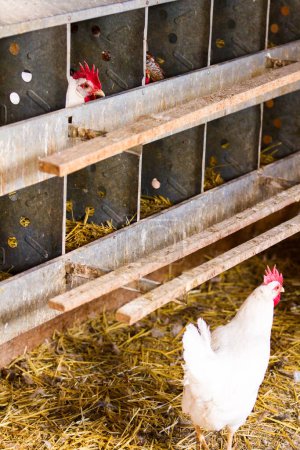 Téléchargez les photos : Poulets d'élevage gratuits à la ferme biologique
. - en image libre de droit