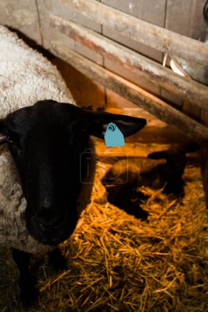 Téléchargez les photos : Moutons Suffolk avec agneau nouveau-né sur la ferme locale
. - en image libre de droit
