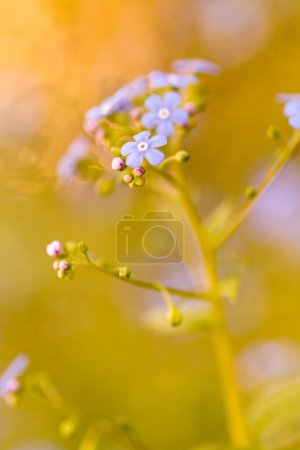 Photo for Small garden in full bloom in early Spring. - Royalty Free Image