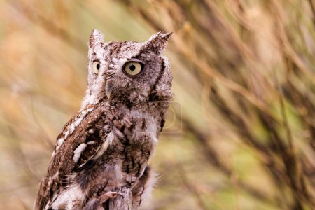 Photo for Close up of western screech owl in captivity. - Royalty Free Image