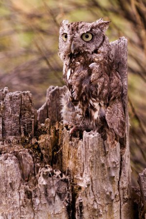 Photo for Close up of western screech owl in captivity. - Royalty Free Image