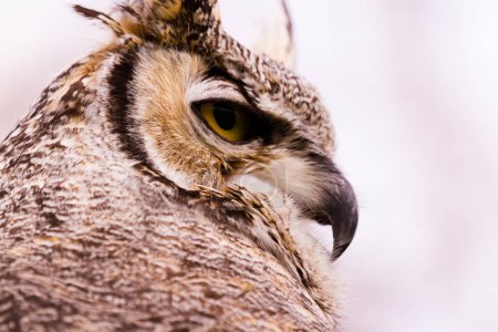 Photo for Close up of great horned owl in captivity. - Royalty Free Image