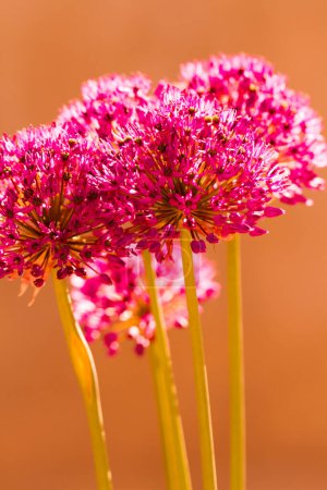 Téléchargez les photos : Petit jardin en pleine fleur au début du printemps
. - en image libre de droit
