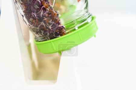 Photo for Day 5. Growing organic sprouts in a mason jar with sprouting lid on the kitchen counter. - Royalty Free Image