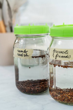 Photo for Day 1. Growing organic sprouts in a mason jar with sprouting lid on the kitchen counter. - Royalty Free Image