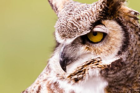 Photo for Close up of great horned owl in captivity. - Royalty Free Image