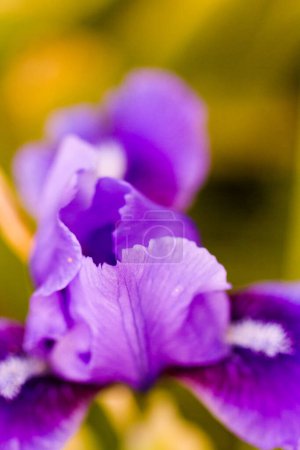 Téléchargez les photos : Petit jardin en pleine fleur au début du printemps
. - en image libre de droit