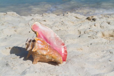 Foto de Gran concha marina en la playa
. - Imagen libre de derechos