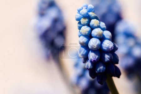 Photo for Common grape hyacinth Muscari botryoides in full bloom. - Royalty Free Image