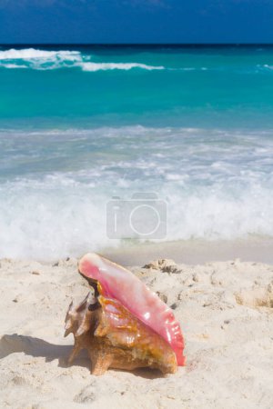 Photo for Large sea shell on the beach. - Royalty Free Image