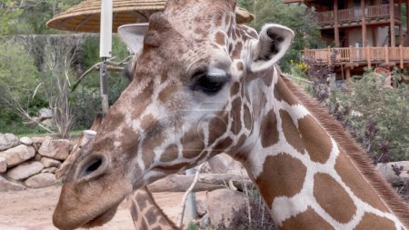 Téléchargez les photos : Colorado Springs, Colorado, États-Unis-17 août 2022-Exposition de girafe au zoo de Cheyenne Mountain pendant l'été. - en image libre de droit