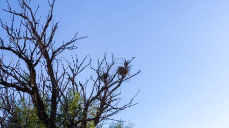 Foto de En lo alto de un árbol imponente, una Gran Garza Azul anida con gracia, mostrando su elegancia natural en un entorno tranquilo. - Imagen libre de derechos