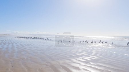 Photo for Pismo Beach is strikingly empty during a winter day, offering a serene and peaceful atmosphere with its expansive sandy shore and the soothing sounds of the waves. - Royalty Free Image