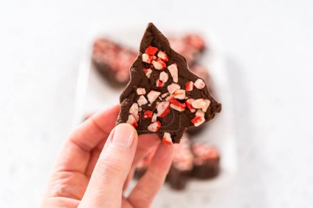 Photo for Holding homemade Christmas cookie-cutter peppermint fudge. - Royalty Free Image
