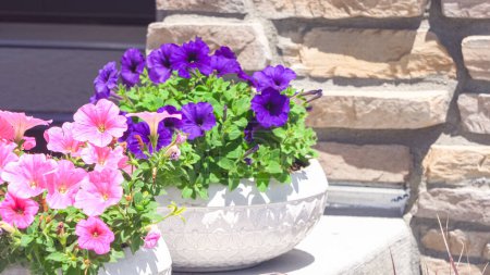 Photo for Adorning the front porch of a suburban house, low planting pots display a beautiful arrangement of flowering pink and purple petunias, adding a burst of vibrant colors to the homes exterior. - Royalty Free Image