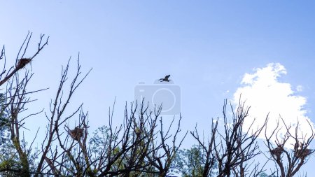 Photo for High atop a towering tree, a Great Blue Heron gracefully nests, showcasing its natural elegance in a peaceful setting. - Royalty Free Image