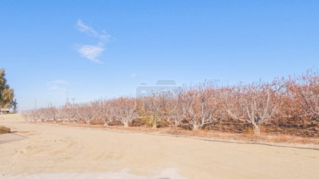 Photo for Tangerine farm in California is captured during the winter months. The trees are barren, having shed their leaves and fruit for the season. The empty branches stand stark against the cool winter sky - Royalty Free Image