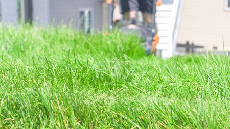 Téléchargez les photos : Dans une maison de banlieue résidentielle, une pelouse verte luxuriante est soigneusement tondue à l'aide d'une tondeuse à gazon électrique, créant un espace extérieur bien entretenu et accueillant. - en image libre de droit