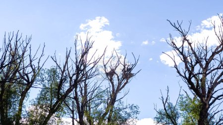 Foto de En lo alto de un árbol imponente, una Gran Garza Azul anida con gracia, mostrando su elegancia natural en un entorno tranquilo. - Imagen libre de derechos