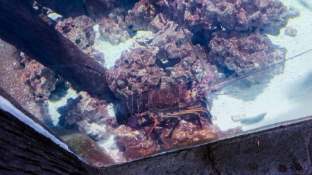 Téléchargez les photos : Dans un zoo charmant et compact, les visiteurs ont droit au spectacle fascinant des homards, à leurs couleurs vibrantes et à leurs comportements uniques en plein écran, offrant une exposition éducative et engageante pour - en image libre de droit