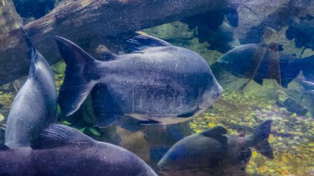 In the inviting environment of a small local zoo, a captivating variety of fish, each with their unique shapes, sizes, and colors, is beautifully displayed for the enjoyment and education of its