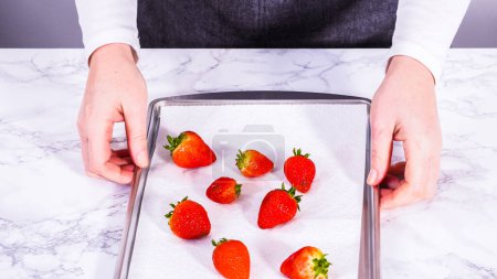 Téléchargez les photos : Les fraises rouges juteuses, fraîchement lavées, sont étalées pour sécher sur une plaque à pâtisserie, soigneusement doublées de serviettes en papier pour absorber l'excès d'humidité et prévenir la moisissure.. - en image libre de droit