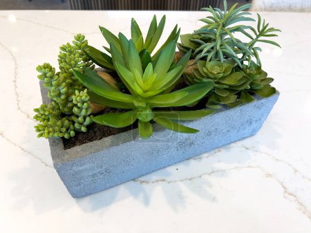 Collection of lush succulents nestled in a sleek concrete planter, providing a touch of greenery and modern simplicity to the setting.