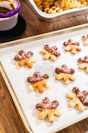 Téléchargez les photos : Préparation de biscuits étoilés, à moitié trempés dans du chocolat, accentués avec des pépites de chocolat à la menthe poivrée pour les vacances. - en image libre de droit