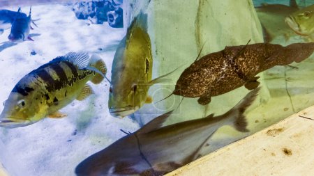 Dans l'environnement accueillant d'un petit zoo local, une variété captivante de poissons, chacun avec leurs formes, tailles et couleurs uniques, est magnifiquement exposée pour le plaisir et l'éducation de son