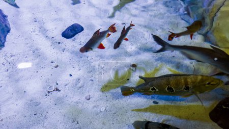 In der einladenden Umgebung eines kleinen örtlichen Zoos wird eine faszinierende Vielfalt an Fischen, jeder mit seinen einzigartigen Formen, Größen und Farben, wunderschön zum Vergnügen und zur Ausbildung seiner Besucher zur Schau gestellt.
