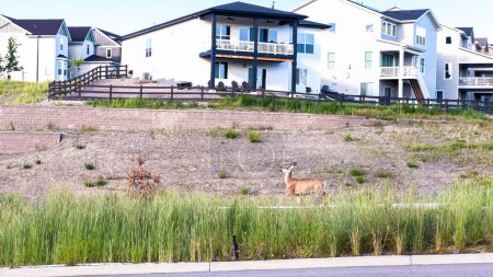 Foto de Un ciervo deambula graciosamente por un barrio suburbano recientemente desarrollado en Colorado, agregando un toque de belleza natural al entorno residencial. - Imagen libre de derechos