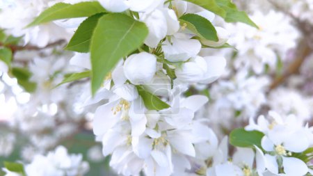 Photo for A vibrant cluster of white blossoms is in full bloom, delicately hanging from the branches of a tree, signaling the arrival of spring with their fresh, floral display. - Royalty Free Image