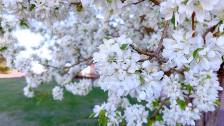 Téléchargez les photos : Un groupe vibrant de fleurs blanches est en pleine floraison, délicatement suspendu aux branches d'un arbre, signalant l'arrivée du printemps avec leur affichage frais et floral. - en image libre de droit