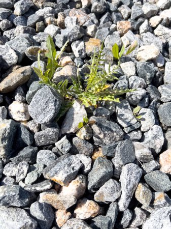 A determined display of nature will, this image shows weeds pushing through a rugged landscape of mixed gravel, contrasting the softness of organic life with the hardness of stone.