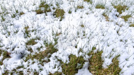A thin layer of snow covers a lawn in early spring, speckled with patches of green leaves peeking through, illustrating the seasonal transition.