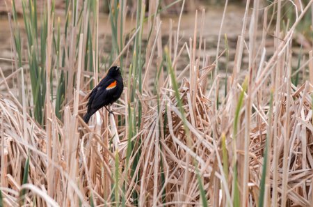 Téléchargez les photos : Photo de la nature d'automne : Quiscale à ailes rouges perché sur une tige d'herbe séchée. Le Quiscale à ailes rouges se reproduit du centre-est de l'Alaska, du Yukon et de Terre-Neuve, du nord au nord du Costa Rica - en image libre de droit