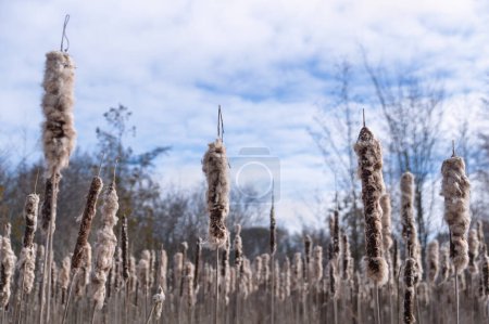 Foto de Las gemas de la naturaleza - mullido blanco y marrón bulrush cattail tops contra un cielo azul con nubes blancas. - Imagen libre de derechos