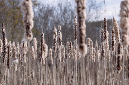 A dense thicket of fluffy white and brown bulrush cattail against the silhouettes of bare winter trees with bokeh.