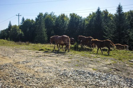 Foto de Una manada de caballos domésticos en las montañas Cárpatos, pastando en los pastos. Hermoso paisaje en un día soleado de verano. - Imagen libre de derechos